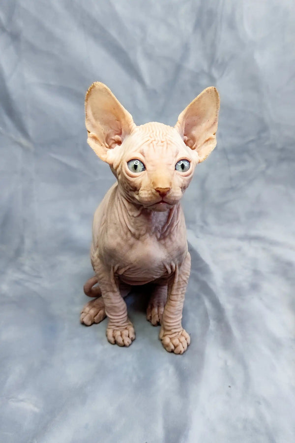 Adorable Cirilla Sphynx kitten with large ears and big eyes ready for a new home