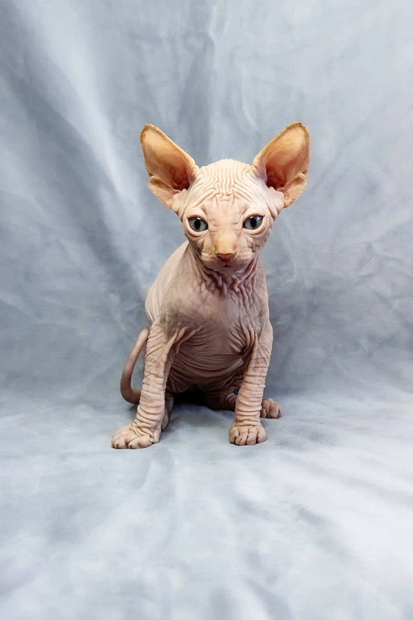 Cute Cirilla Sphynx kitten with big ears and wrinkled skin, ready for a new home!