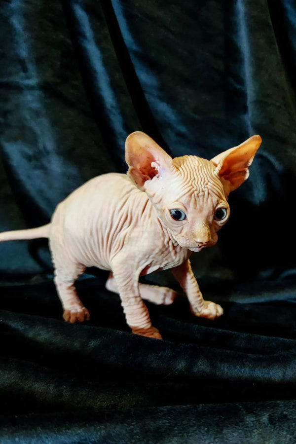 Adorable Cirilla Sphynx kitten showing off its wrinkled skin and large ears
