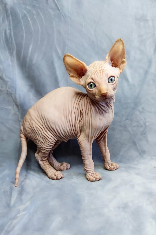 Hairless Sphynx kitten Cirilla with big ears and cute wrinkled skin