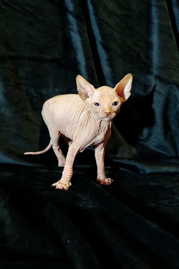 Hairless Sphynx kitten Cirilla standing proudly on a dark surface for a striking look