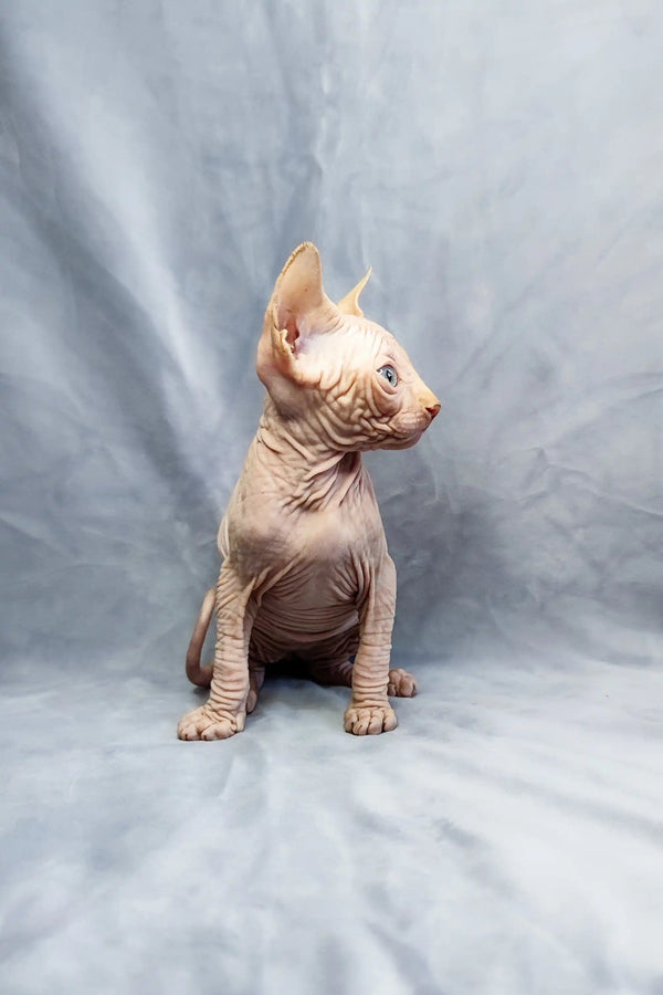 Adorable Cirilla Sphynx kitten sitting upright with an alert expression