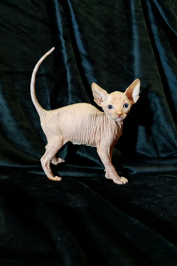 Cute Cirilla Sphynx kitten with wrinkled skin and big ears ready for a new home