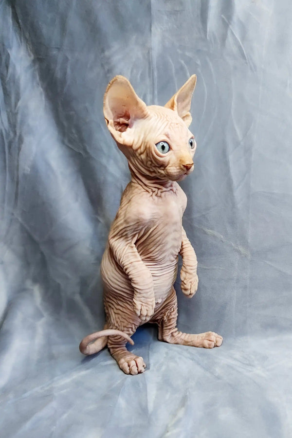 Cute Cirilla Sphynx kitten standing on hind legs, showcasing its unique hairless charm