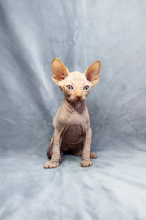 Adorable Cirilla Sphynx kitten with big ears and cute wrinkled skin