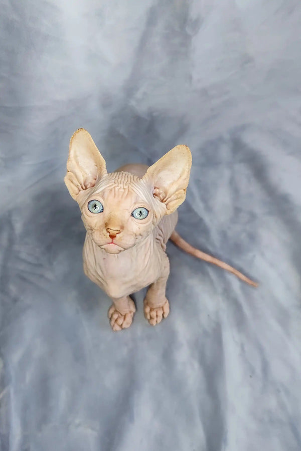 Cute Cirilla Sphynx kitten with big ears and blue eyes gazing up at the camera