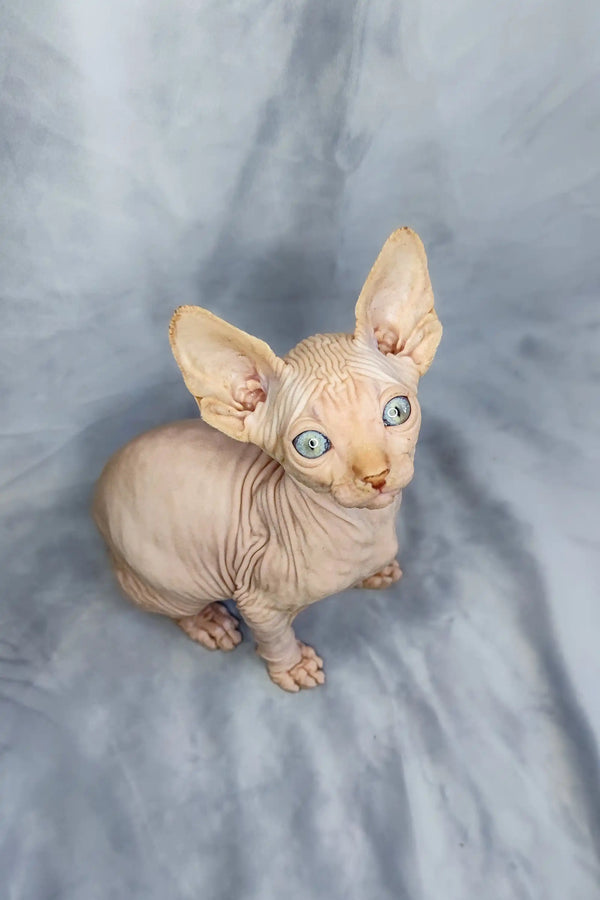 Cute Cirilla Sphynx kitten with big ears and blue eyes, perfect for your home!