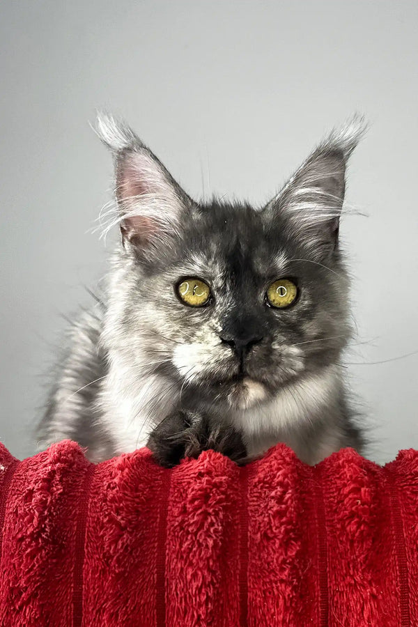 Claire | maine coon kitten