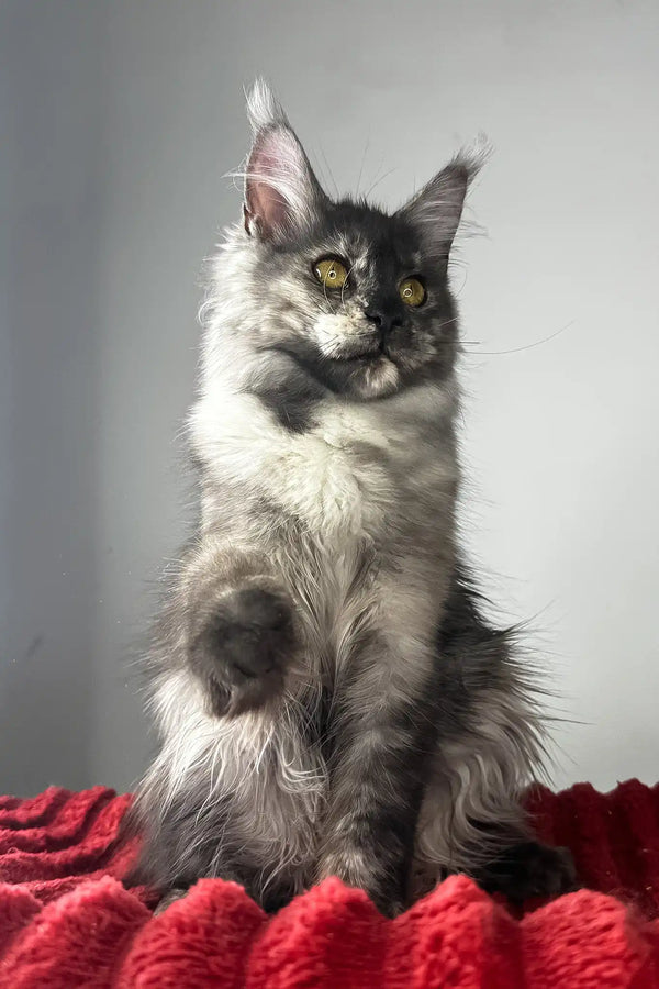 Claire | maine coon kitten