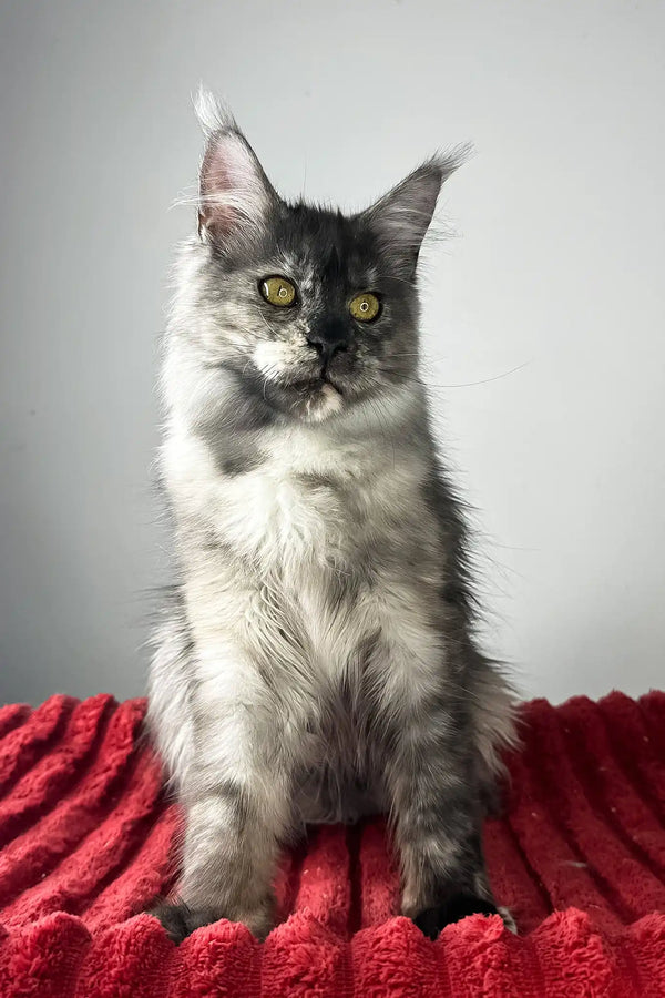Claire | maine coon kitten