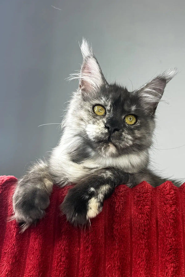 Claire | maine coon kitten