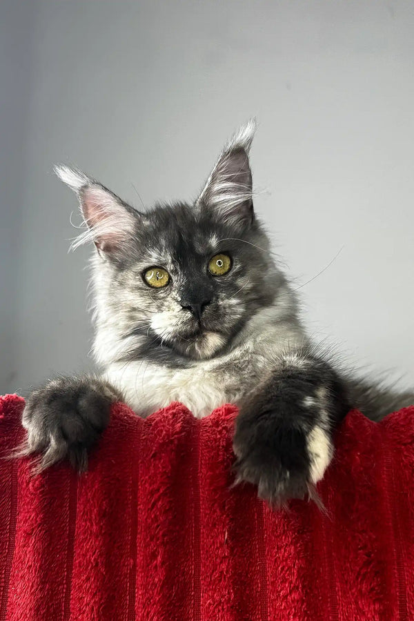 Claire | maine coon kitten