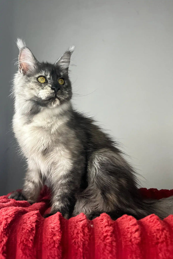 Claire | maine coon kitten