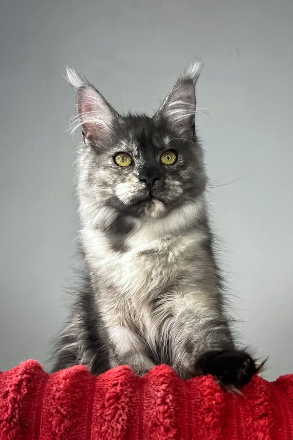 Claire | maine coon kitten