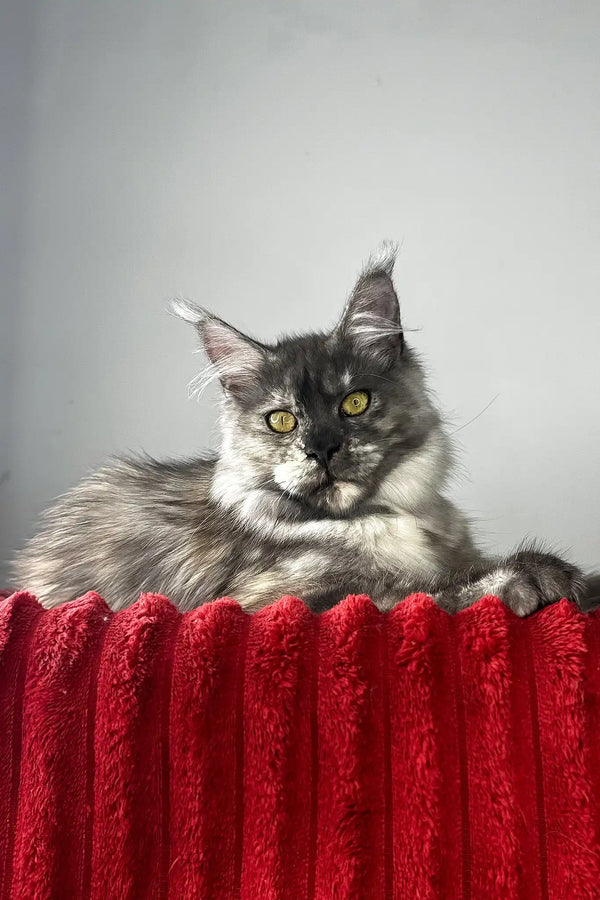 Claire | maine coon kitten