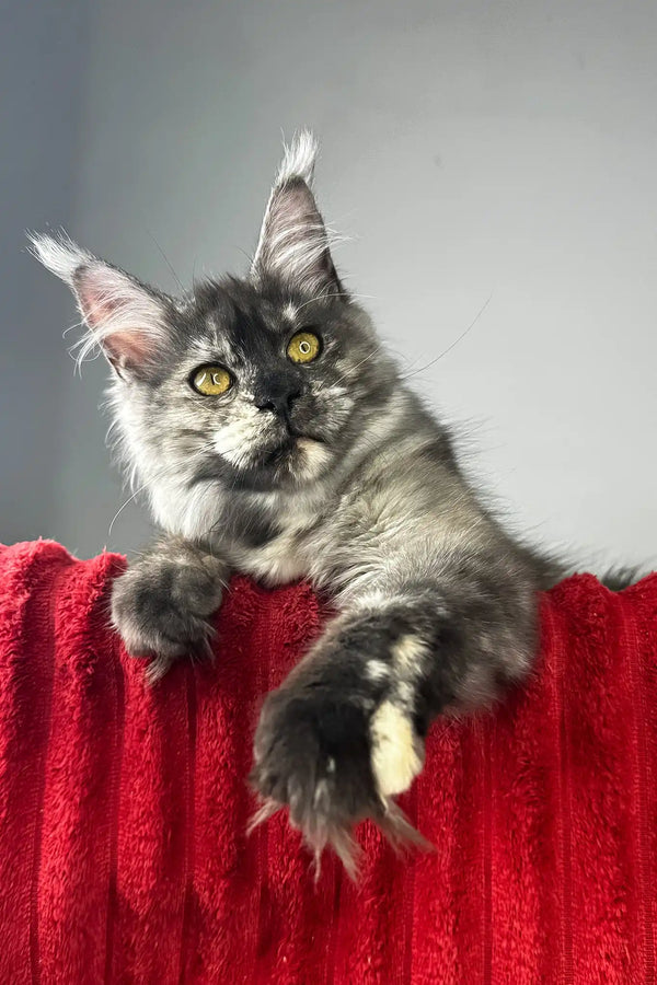 Claire | maine coon kitten