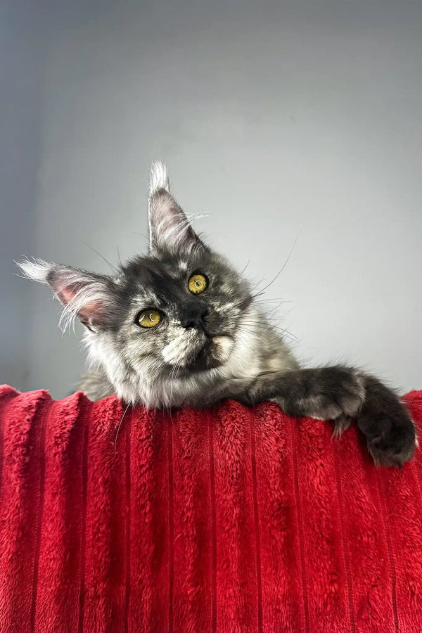 Claire | maine coon kitten