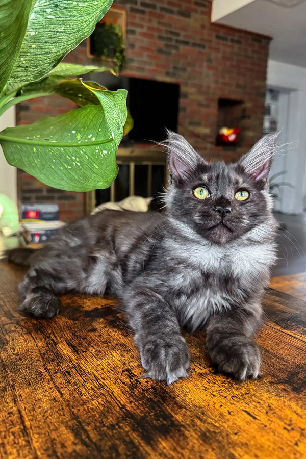 Gray Maine Coon cat featured in the Clarius Maine Coon product lineup