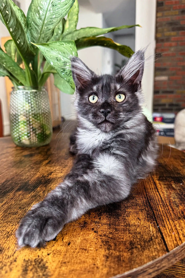 Gray Maine Coon kitten lounging next to Clarius | Maine Coon product