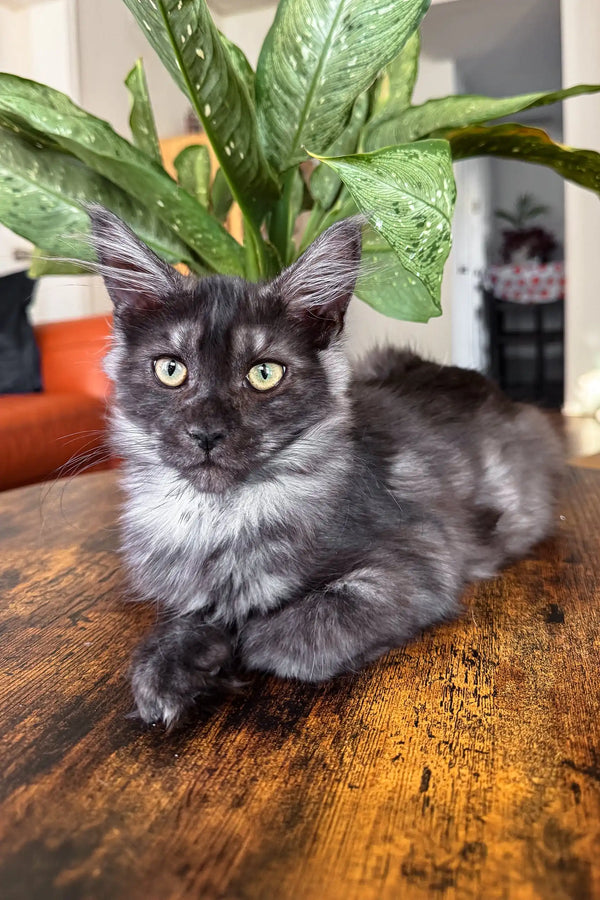 Gray Maine Coon cat featured in the Clarius Maine Coon product lineup