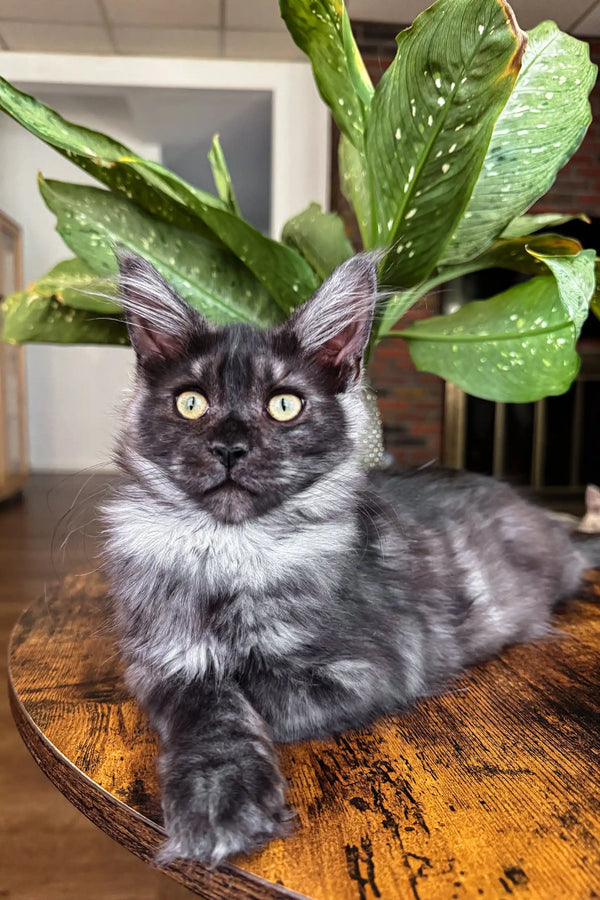 Gray and black Maine Coon cat featured in Clarius Maine Coon product
