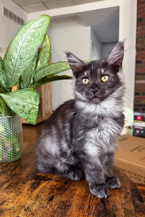 Gray and silver Maine Coon kitten featured in Clarius Maine Coon product