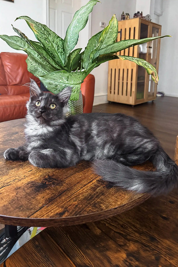 Gray tabby cat lounging on the Clarius Maine Coon pet bed, looking super cozy