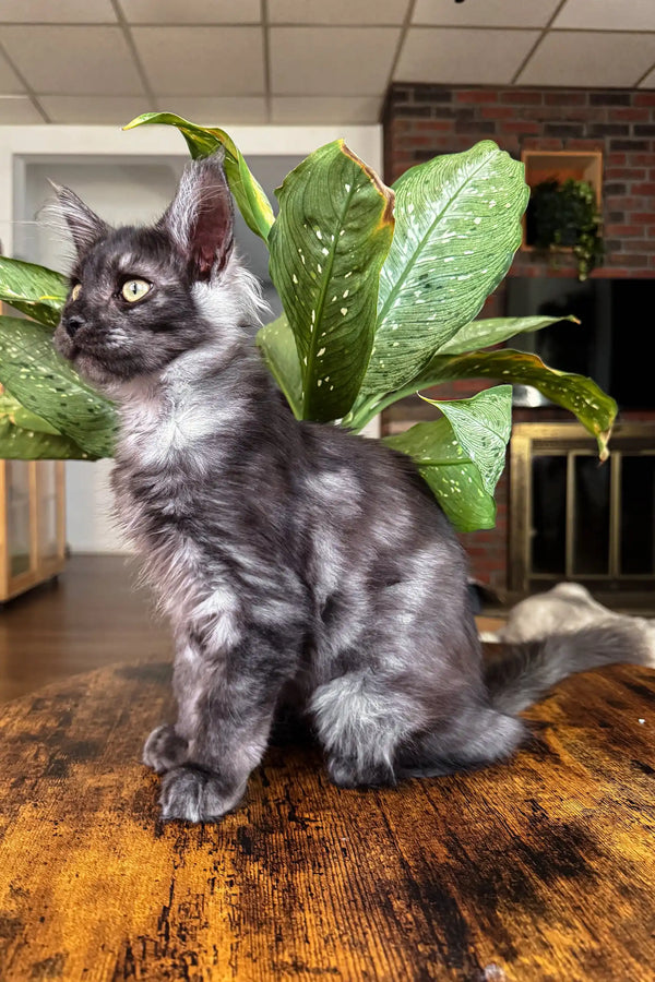 Gray and white kitten snuggling in the cozy Clarius Maine Coon product