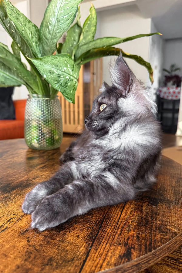 Gray and white long-haired Maine Coon cat in Clarius product display