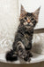 Fluffy Clark Maine Coon Kitten with big eyes and cute ear tufts, perfect for cat lovers