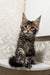 Adorable Clark Maine Coon kitten with fluffy coat and cute ear tufts