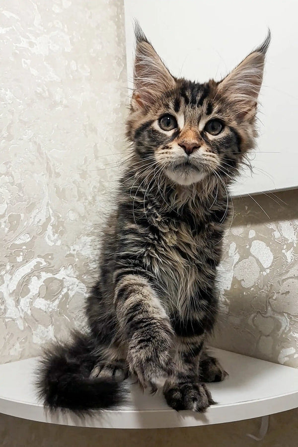 Adorable Maine Coon kitten Clark with fluffy coat and cute ear tufts