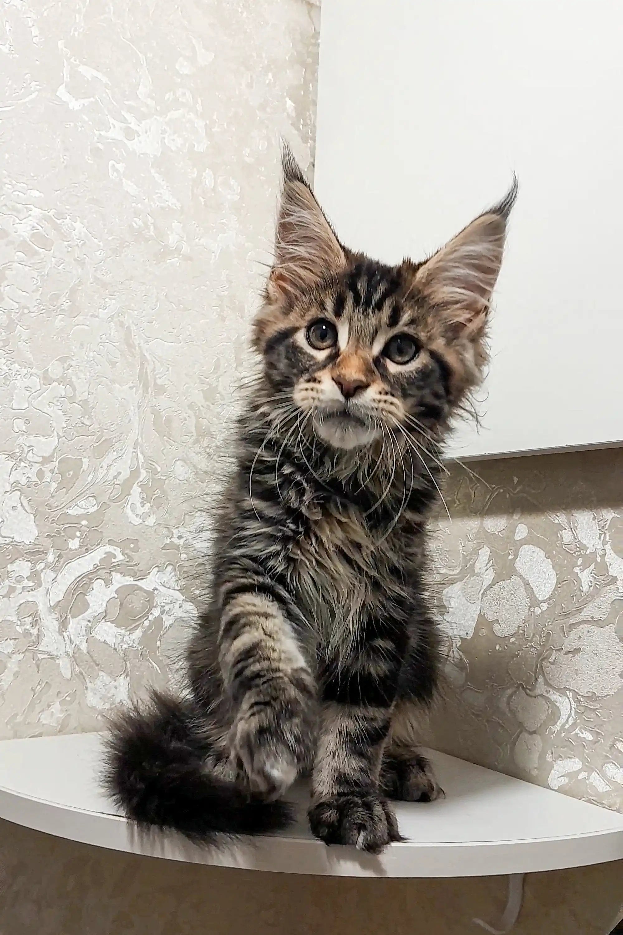 Maine Coon Kittens for Sale Clark | Kitten