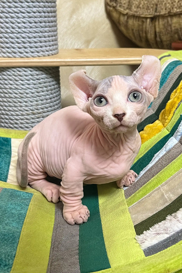 Claus | dwelf sphynx kitten