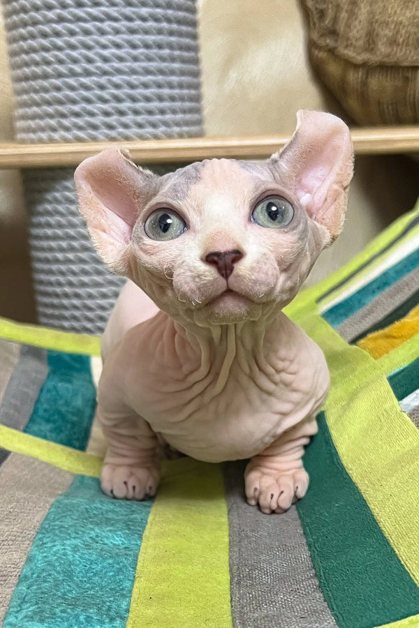 Claus | dwelf sphynx kitten