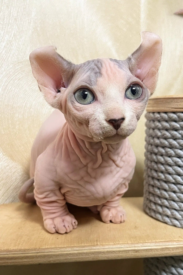 Claus | dwelf sphynx kitten