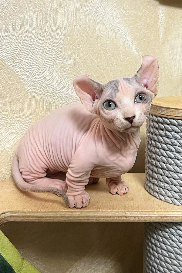 Claus | dwelf sphynx kitten