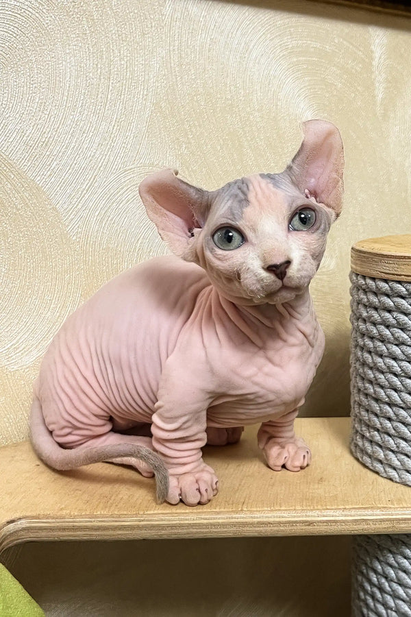 Claus | dwelf sphynx kitten
