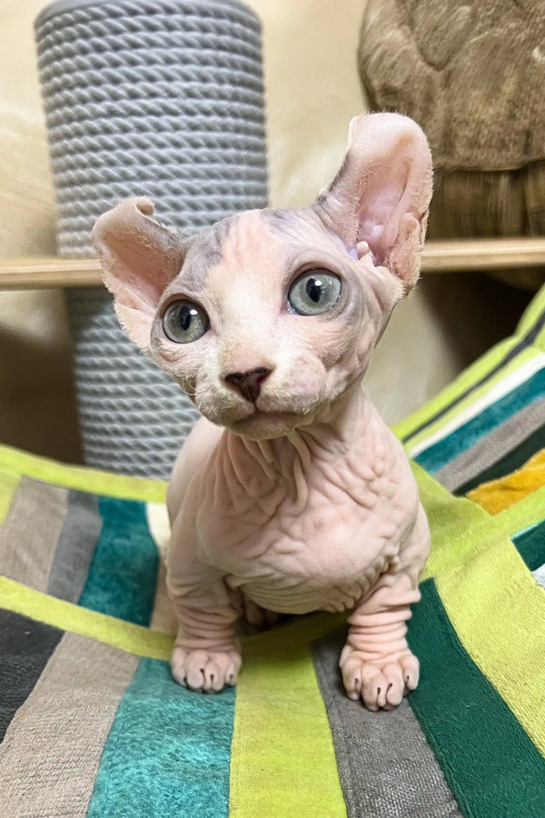 Claus | dwelf sphynx kitten