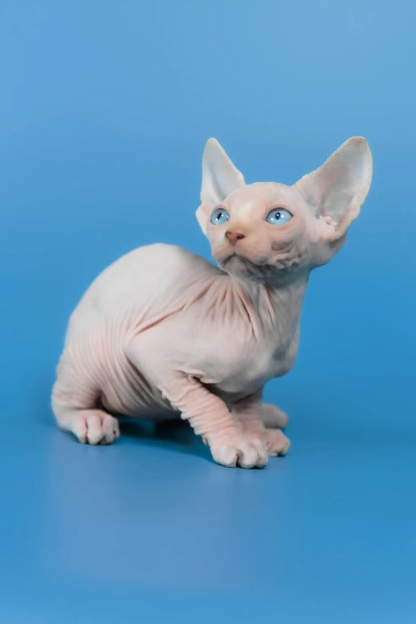Cleo | canadian sphynx kitten