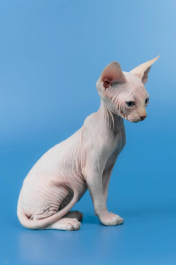 Cleo | canadian sphynx kitten