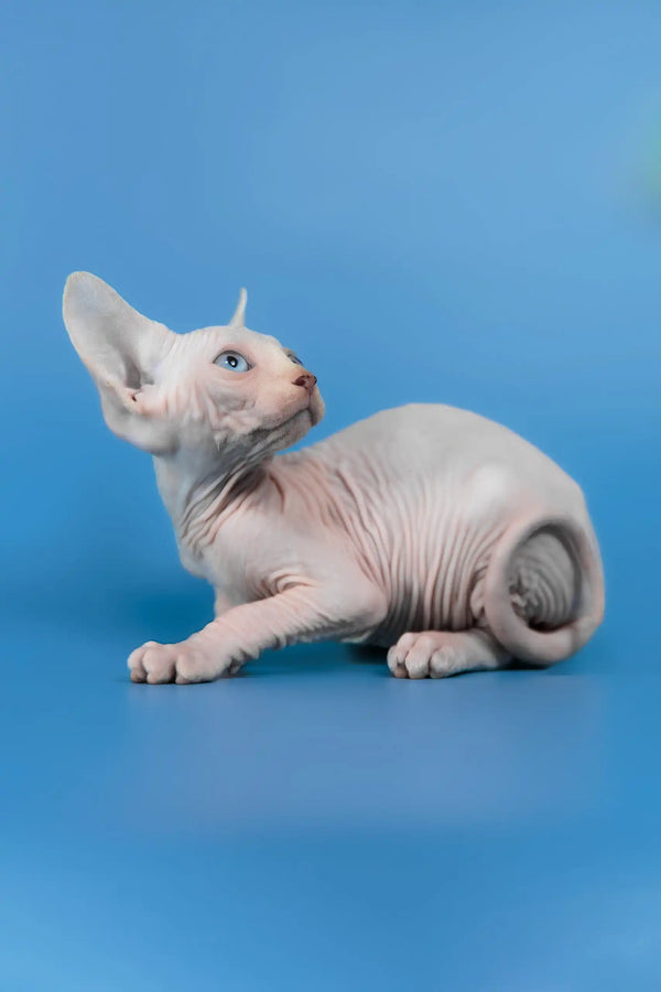 Cleo | canadian sphynx kitten