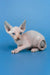 Cleo | canadian sphynx kitten