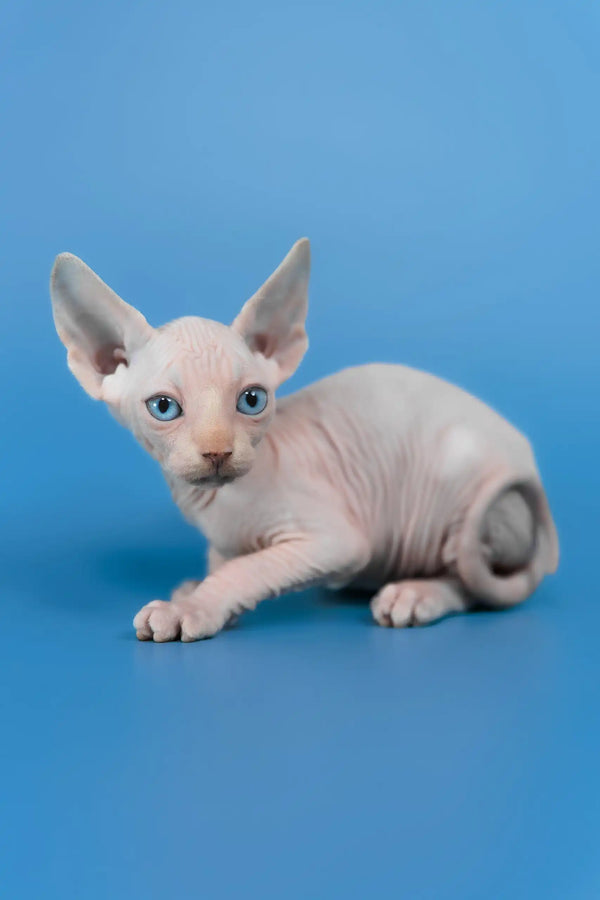Cleo | canadian sphynx kitten