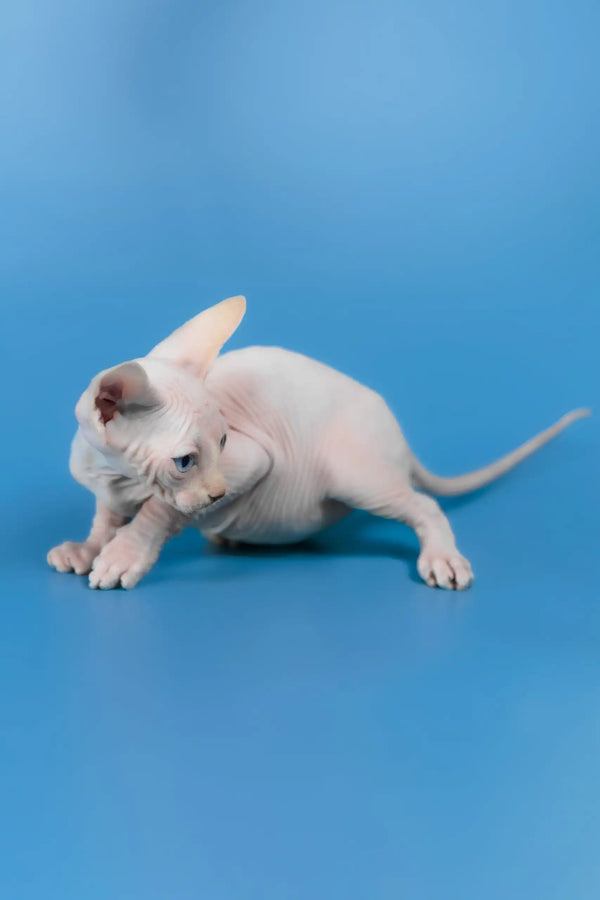 Cleo | canadian sphynx kitten