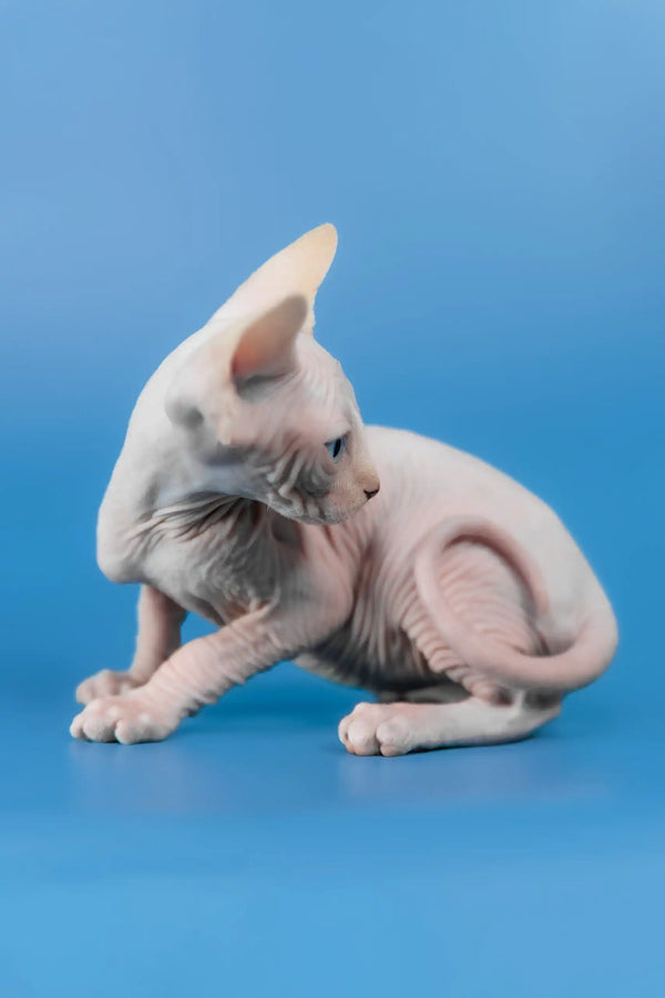 Cleo | canadian sphynx kitten