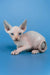 Cleo | canadian sphynx kitten