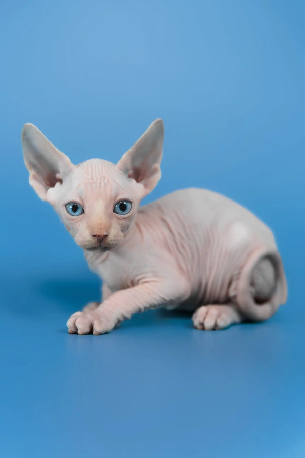 Cleo | canadian sphynx kitten