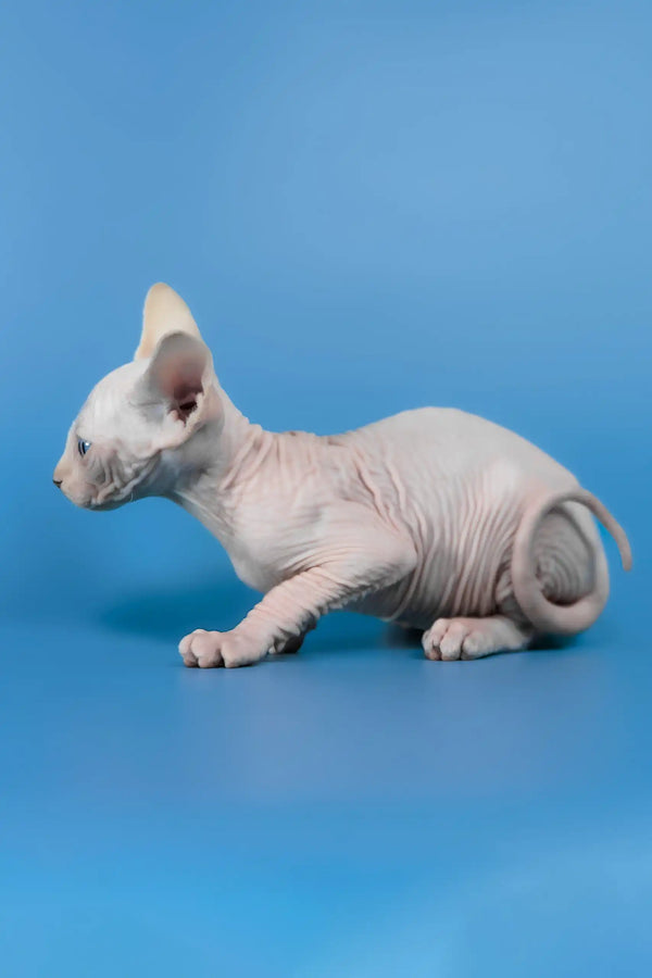 Cleo | canadian sphynx kitten