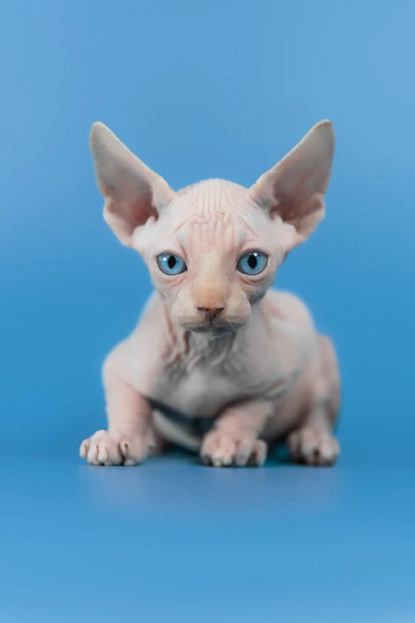Cleo | canadian sphynx kitten